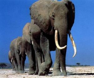 пазл Слоны ходьбе